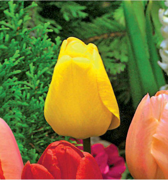 TULIPE SUPER DARWIN GOLDEN APELDOORN