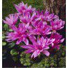 COLCHIQUE DOUBLE WATERLILY