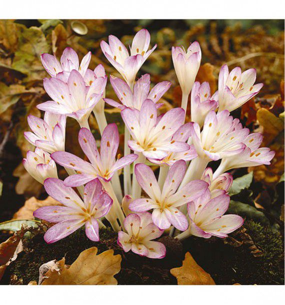 COLCHIQUE CILICICUM