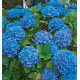 HORTENSIA RENATE STEININGER