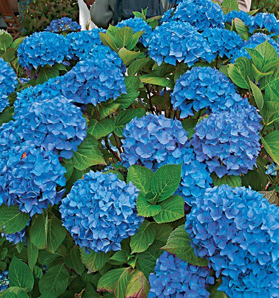 HORTENSIA RENATE STEININGER