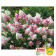 HORTENSIA VANILLE-FRAISE® Renhy