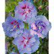 HIBISCUS BLUE CHIFFON® Notwoodthree