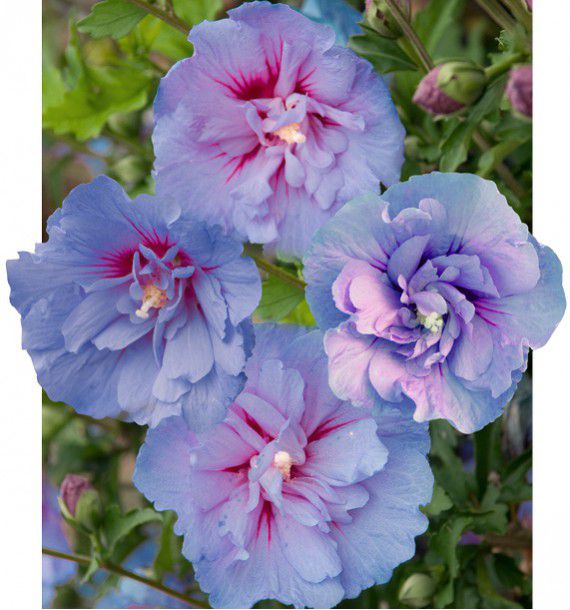HIBISCUS BLUE CHIFFON® Notwoodthree