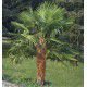 CHAMAEROPS EXCELSA