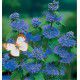 CARYOPTERIS HEAVENLY BLUE