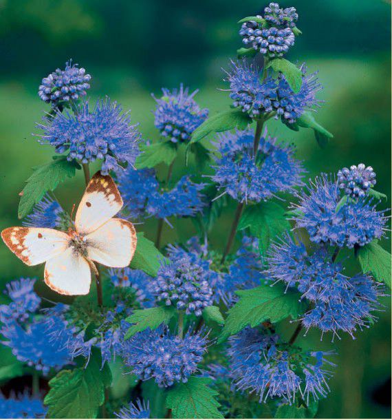 CARYOPTERIS HEAVENLY BLUE
