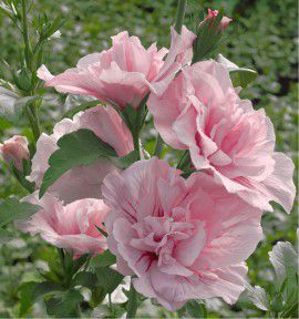 HIBISCUS PINK CHIFFON® Jwnwood4