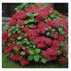 HORTENSIA MASJA