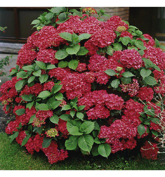 HORTENSIA MASJA