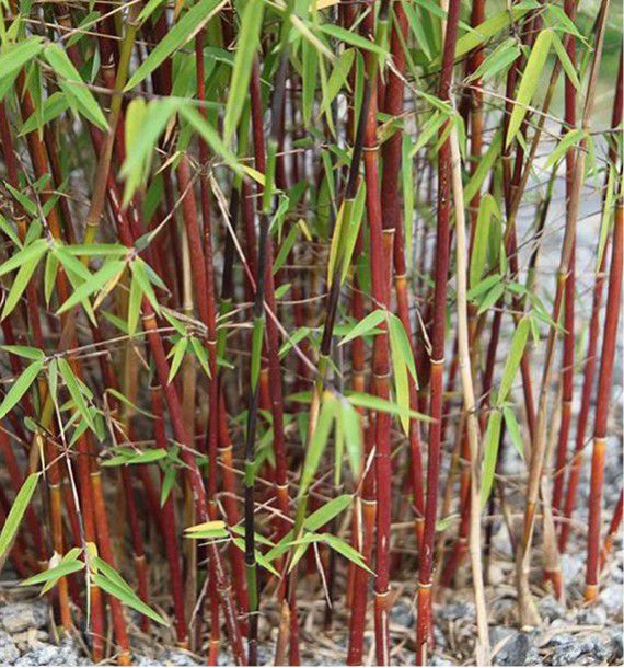 Bambou Fargesia Asian Wonder Plante En Ligne Bambou Fargesia Asian Wonder Plante En Ligne