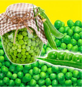 POIS NAIN MERVEILLE DE KELVEDON