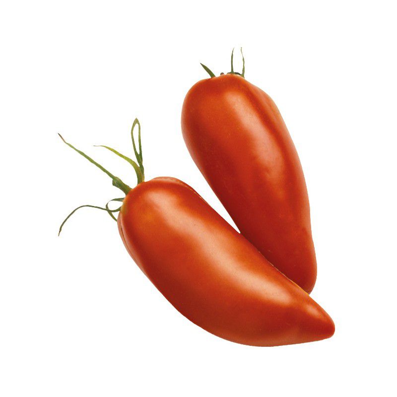 Graines Tomate Cornue Des Andes - SAFLAX - 10 Graines, Lycopersicon Esculentum