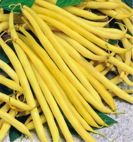 HARICOT NAIN A FILET BEURRE MINIDOR