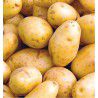 POMME DE TERRE CHARLOTTE