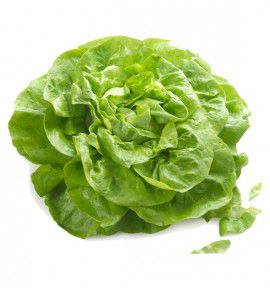 LAITUE DE PRINTEMPS GOTTE JAUNE D'OR