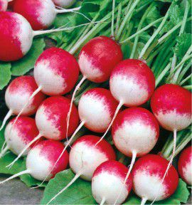 Graines De Radis Diablus Hyb F1 - Sachet 5g, Résistant Au Mildiou - Pour Potager, Semis Rapide