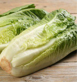 LAITUE ROMAINE BLONDE MARAICHERE