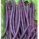 HARICOT NAIN MANGETOUT AMETHYST