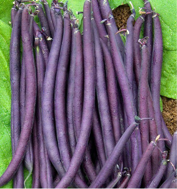 HARICOT NAIN MANGETOUT AMETHYST