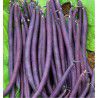 HARICOT NAIN MANGETOUT AMETHYST