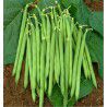 HARICOT NAIN MANGETOUT SANSOUCY