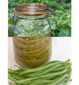 HARICOT NAIN MANGETOUT BRAIMAR