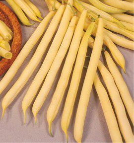 HARICOT NAIN MANGETOUT BEURRE FRUCTIDOR