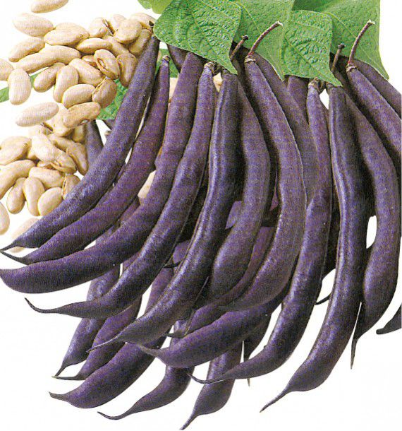 HARICOT NAIN MANGETOUT PURPLE QUEEN