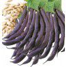 HARICOT NAIN MANGETOUT PURPLE QUEEN