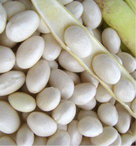 HARICOT À RAMES SOISSONS GROS BLANC