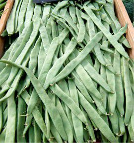 HARICOT NAIN SABRE ADMIRÈS