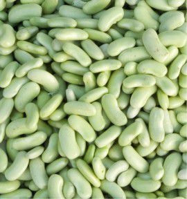 HARICOT NAIN A ECOSSER FLAGEOLET CHEVRIER VERT