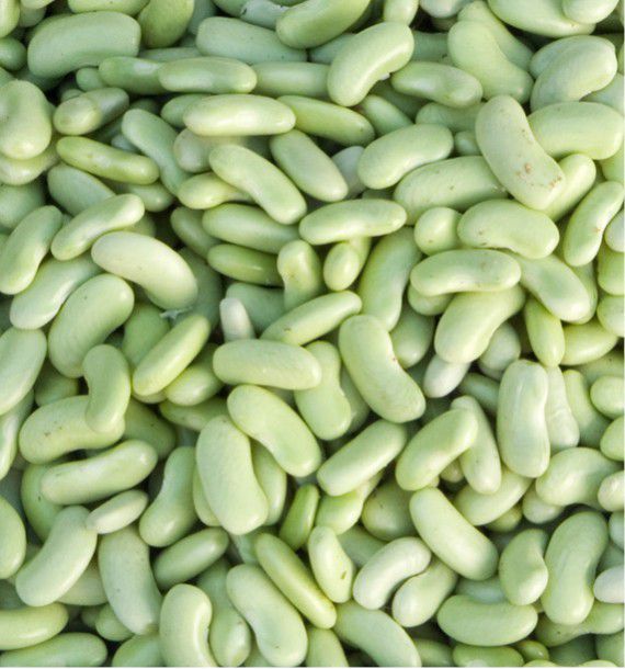 comment planter flageolet