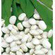HARICOT NAIN A ECOSSER COCO BLANC PRECOCE