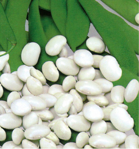 HARICOT NAIN A ECOSSER COCO BLANC PRECOCE