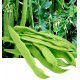 POIS MANGETOUT CORNE DE BELIER