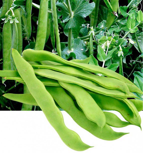 POIS MANGETOUT CORNE DE BELIER