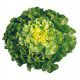 CHICOREE SCAROLE GROSSE BOUCLEE 2