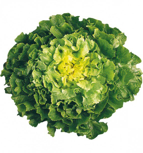CHICOREE SCAROLE GROSSE BOUCLEE 2