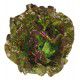 LAITUE BATAVIA ROUGE GRENOBLOISE