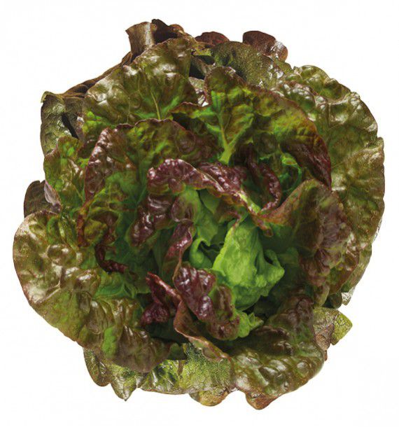 LAITUE BATAVIA ROUGE GRENOBLOISE