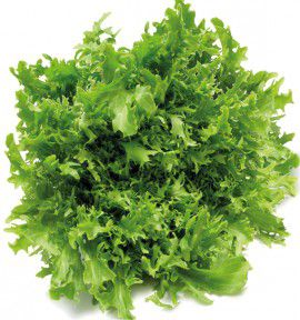 LAITUE BATAVIA REINE DES GLACES