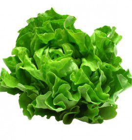 LAITUE D'ETE KINEMONTEPAS