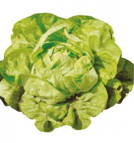 LAITUE D'ETE BLONDE DU CAZARD