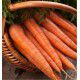 CAROTTE NANTAISE AMELIOREE 2 VARIETE FORTO