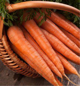 CAROTTE NANTAISE AMELIOREE 2 VARIETE FORTO