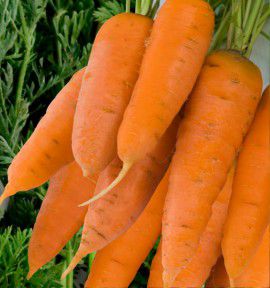 CAROTTE DE CHANTENAY A COEUR ROUGE 2