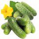 CORNICHON AMELIORE DE BOURBONNE