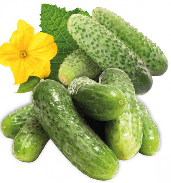 CORNICHON AMELIORE DE BOURBONNE